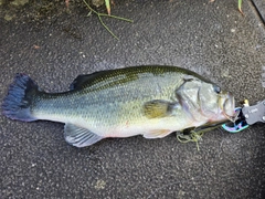 ラージマウスバスの釣果