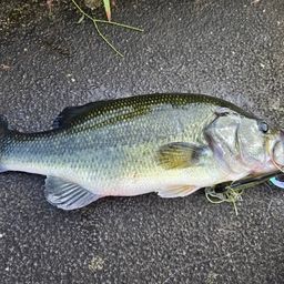 ラージマウスバス