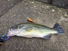 ラージマウスバスの釣果