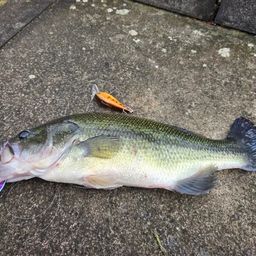 ラージマウスバス