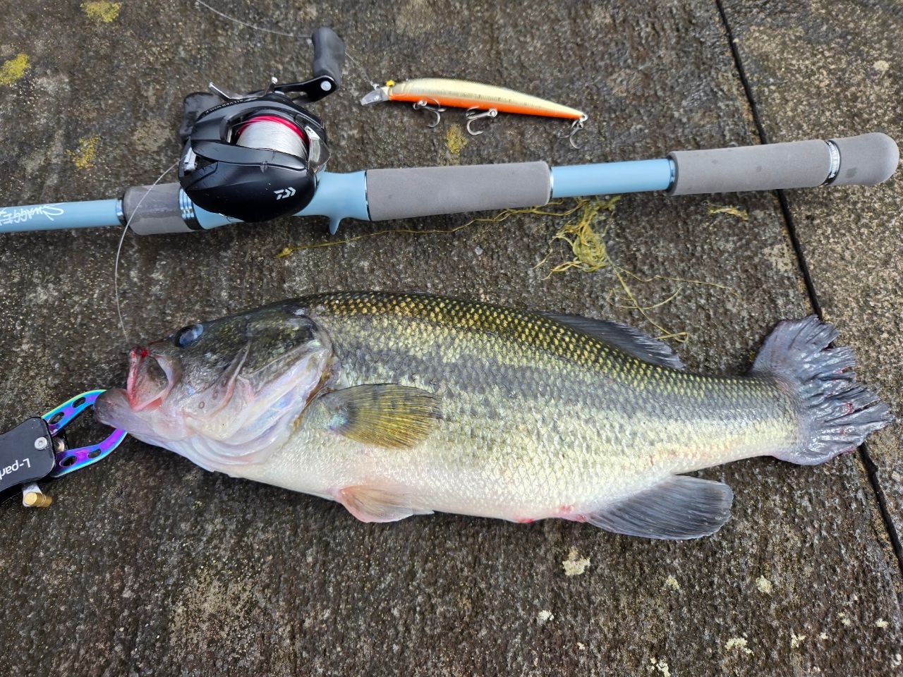 ラージマウスバス