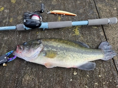 ラージマウスバスの釣果