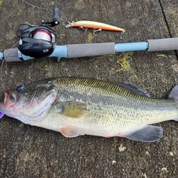 ラージマウスバス