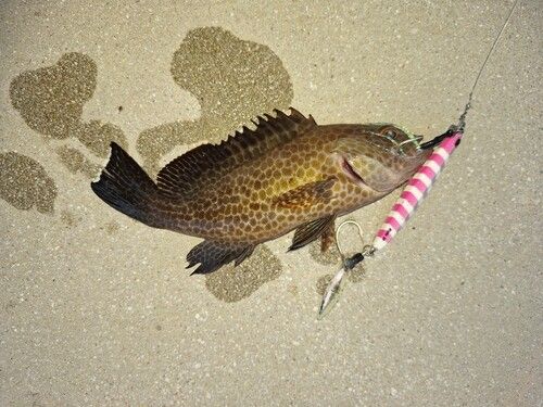 オオモンハタの釣果