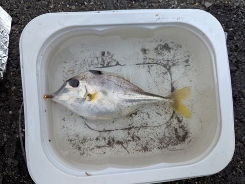 ギマの釣果