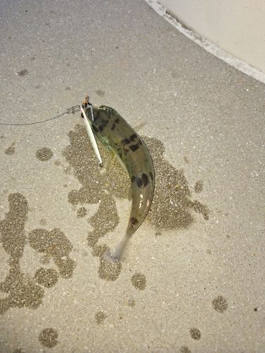 田辺湾
