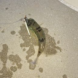 シロサバフグ