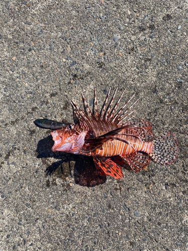 ハナミノカサゴの釣果