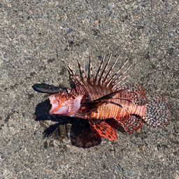 ハナミノカサゴ