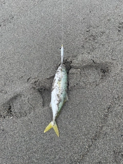 ワカシの釣果