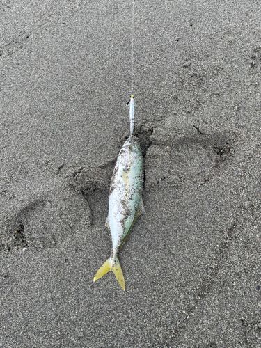 遠州灘