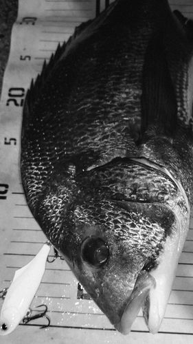 チヌの釣果