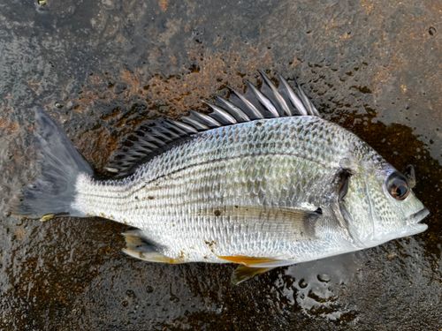 キビレの釣果