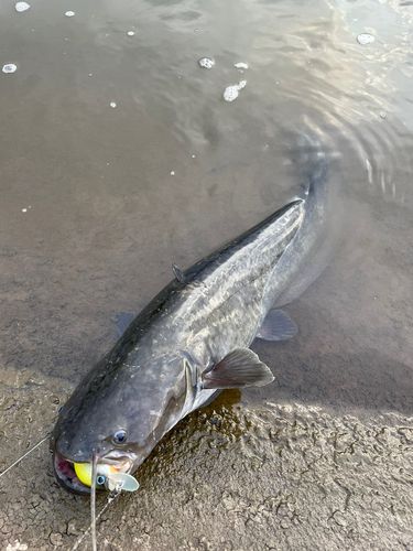 ナマズの釣果