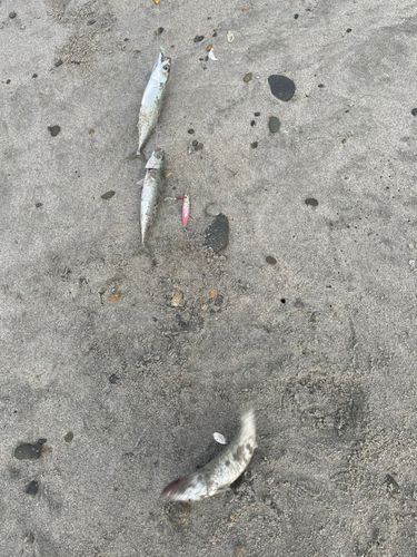 ゴマサバの釣果