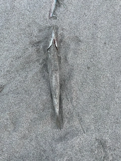 カマスの釣果