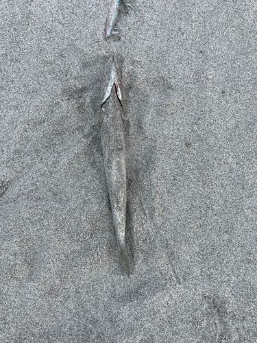 カマスの釣果