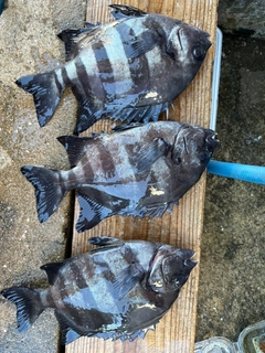 イシダイの釣果