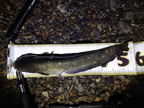 ナマズの釣果