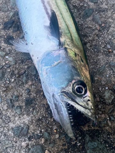 サゴシの釣果