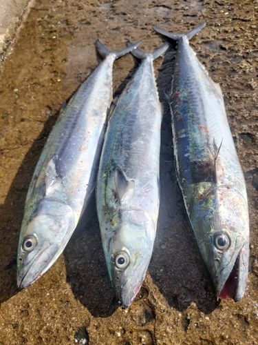 サゴシの釣果