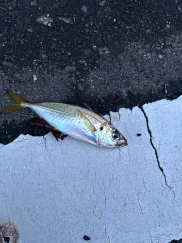気仙沼湾