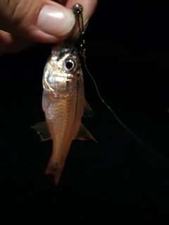 ネンブツダイの釣果