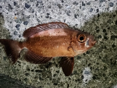 キントキダイの釣果