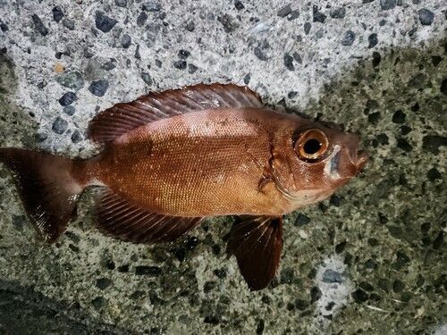 キントキダイの釣果