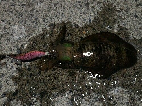 アオリイカの釣果