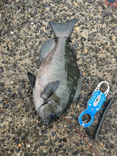 グレの釣果