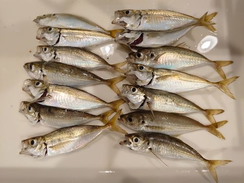 アジの釣果