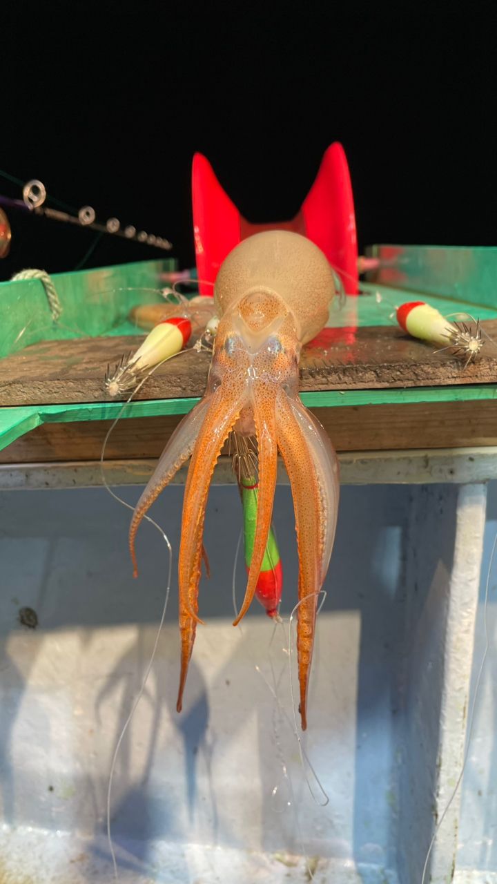 ANGLERSリサさんの釣果 2枚目の画像