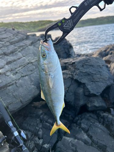 ヤズの釣果