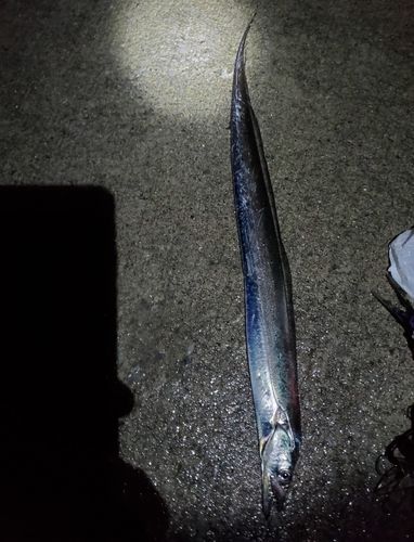 タチウオの釣果