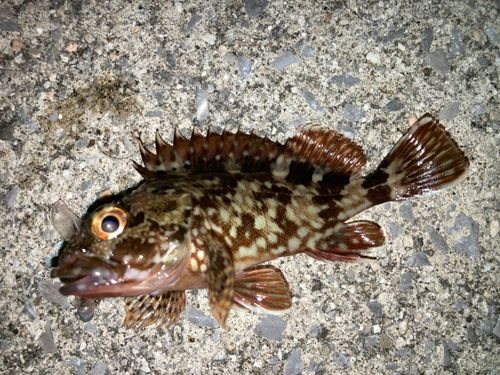 カサゴの釣果