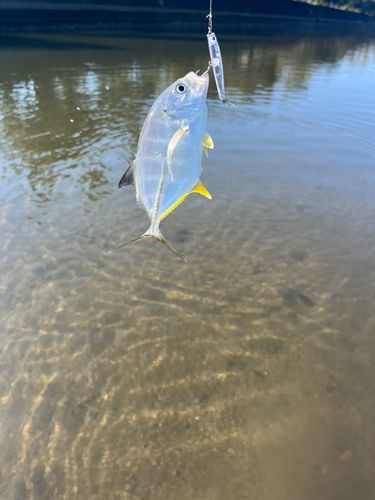 釣果