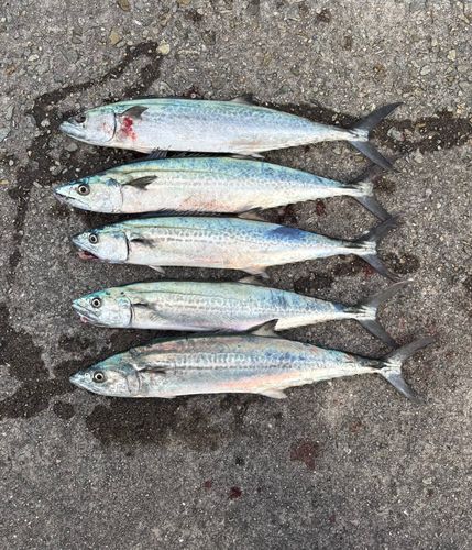 サゴシの釣果