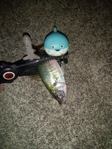 マアジの釣果