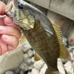 スモールマウスバス