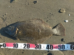 ヒラメの釣果