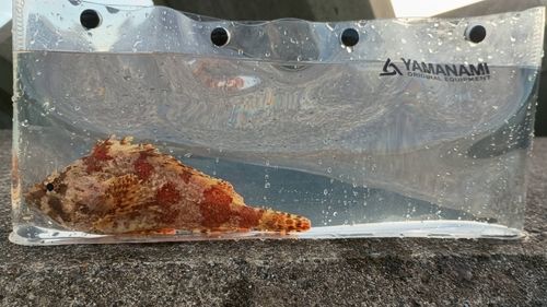 ヨロイメバルの釣果