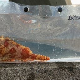 ヨロイメバル