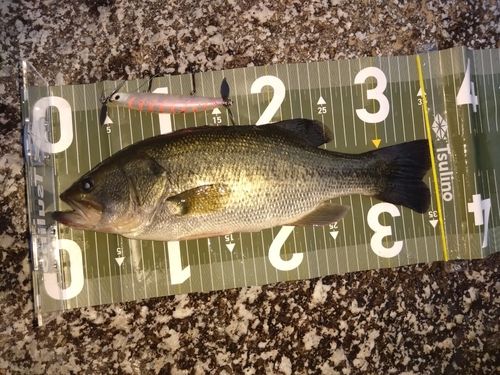 ブラックバスの釣果