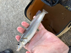 シロギスの釣果