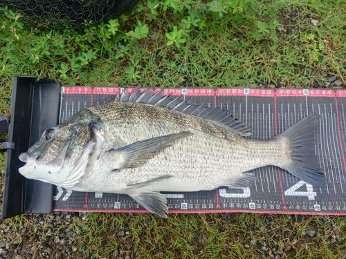 クロダイの釣果