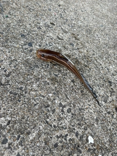 ゴンズイの釣果