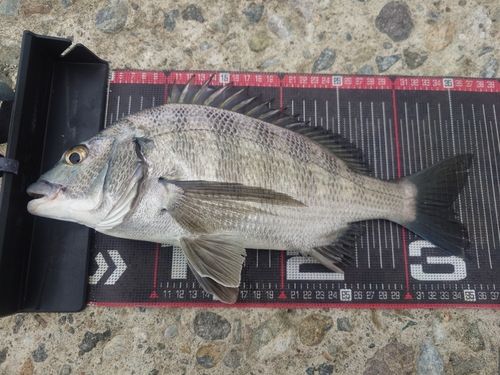 クロダイの釣果
