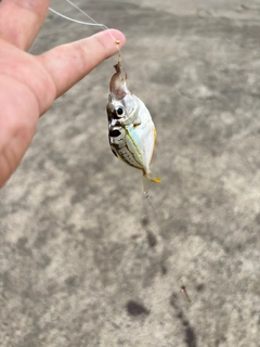 ヒイラギの釣果