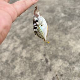 ヒイラギ